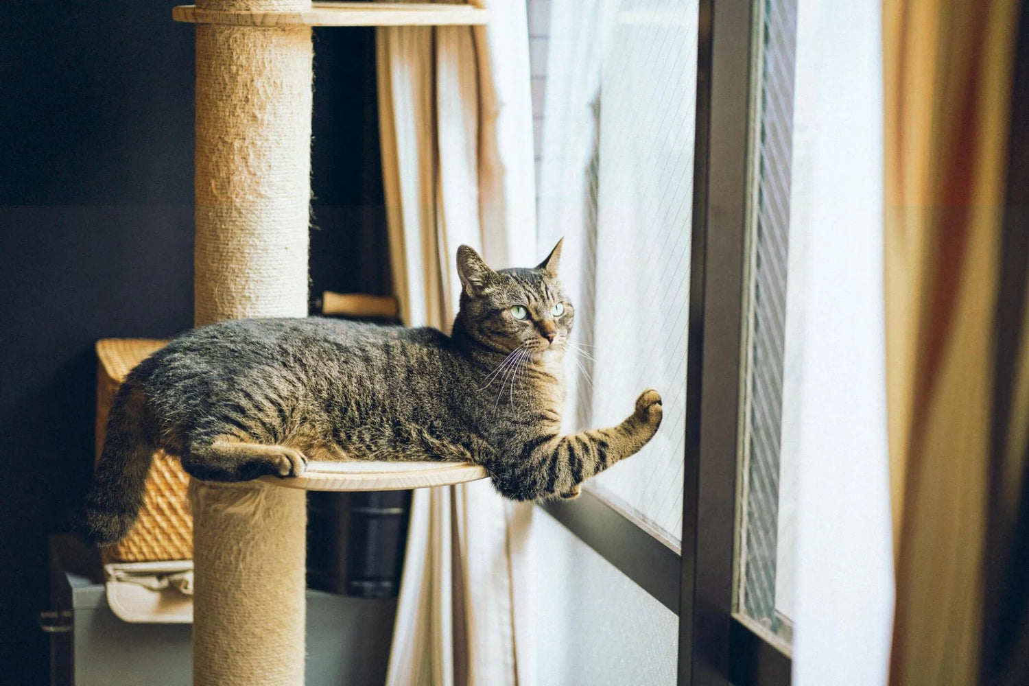 Pet Homes