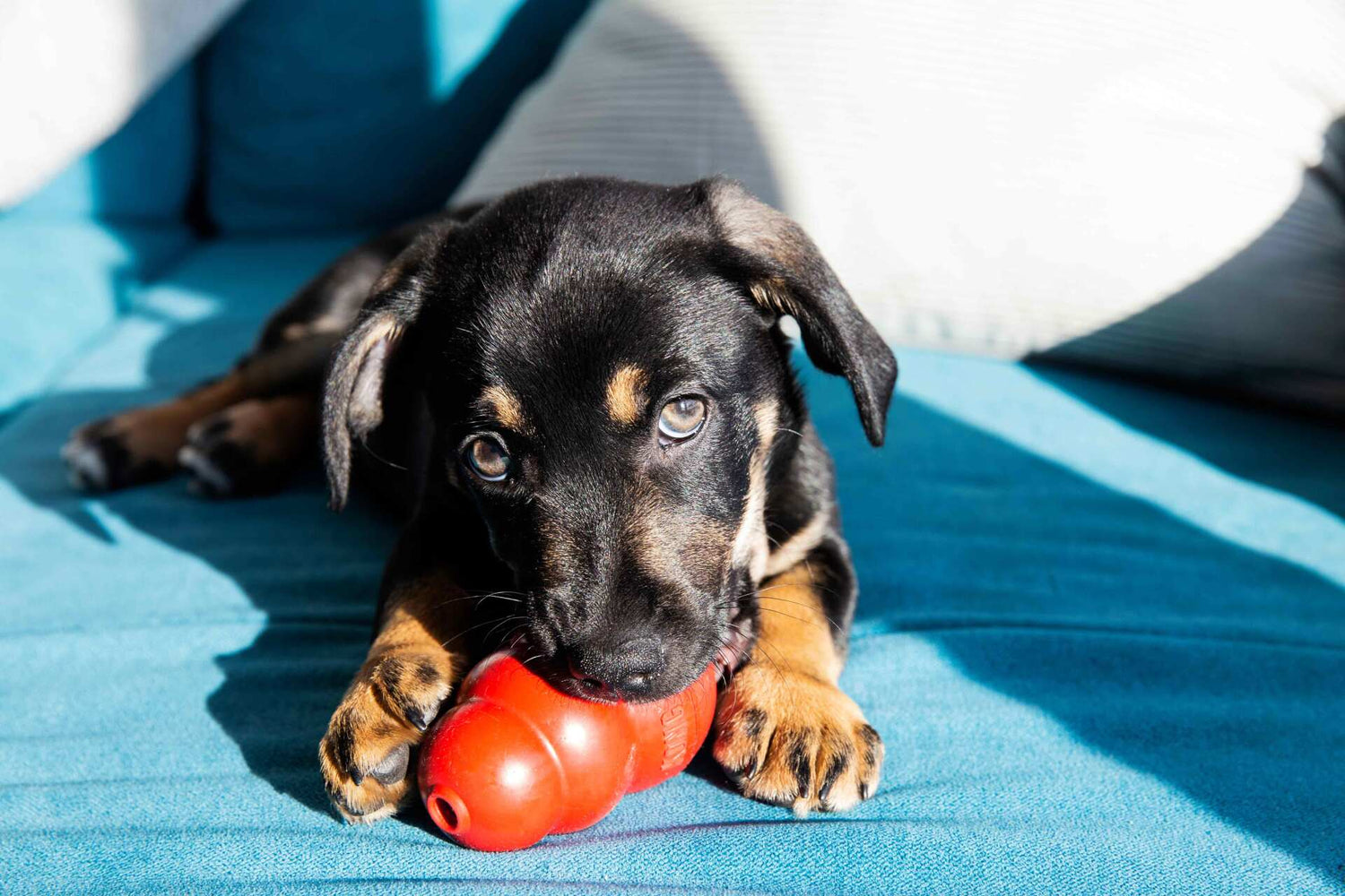 Dog Toys