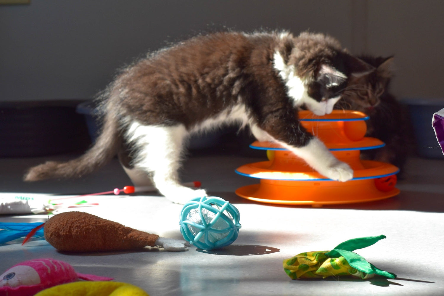 Cat Toys